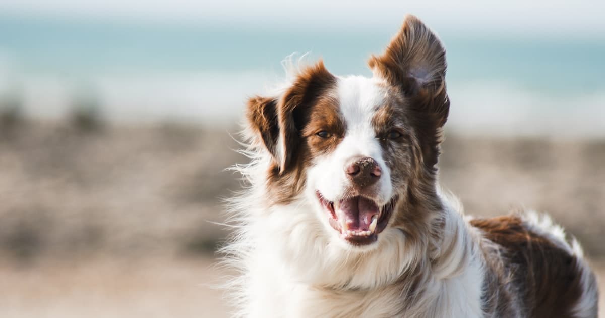 Revolutionizing Pet Groomer Marketing with Instagram Reels and AI-Powered Tools