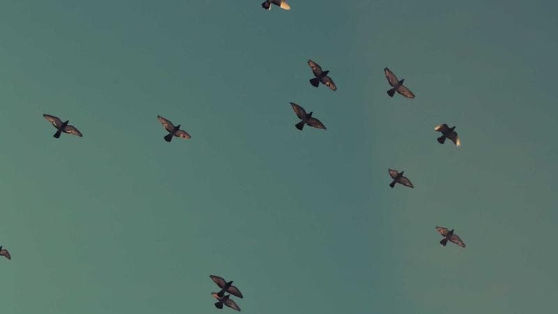 How to Automate Customer Follow-Ups: The 5-Step System for Local Businesses