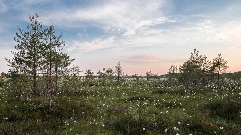 Instagram Reels Ads for Local Business: Low Budget, High Reach in 2026