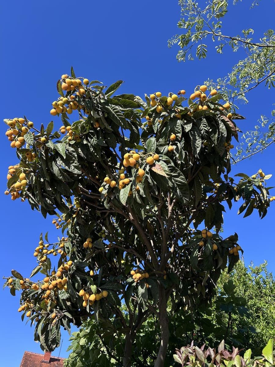Loquat tree heavy with yellow fruit against blue sky