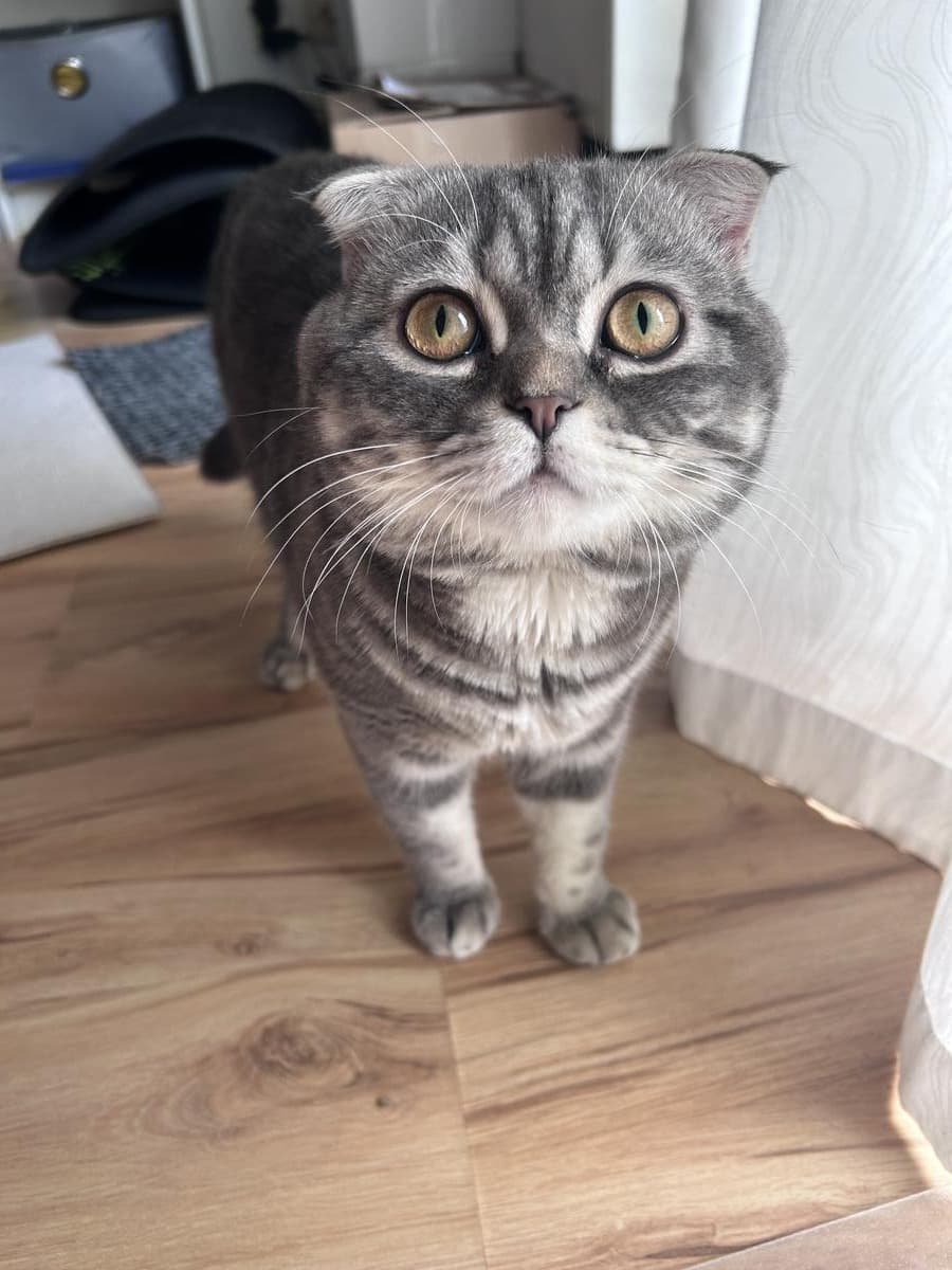 Scottish Fold cat looking up with huge golden eyes